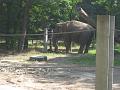 Zoo Cottbus 021